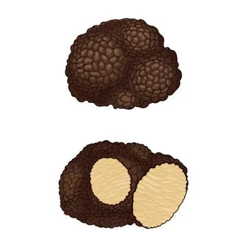 Truffle with Cut Slice Showing White Flesh Vector Set Illustrazione stock