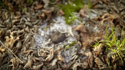 Truffle in ground Видео 101009158