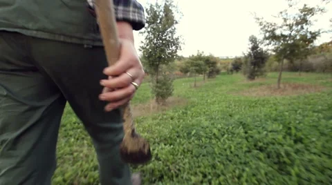 Truffle hunter walking with tool in the hand Video stock 55879357