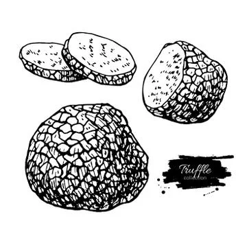 Truffle mushroom hand drawn vector illustration set. Sketch food Stock Illustration