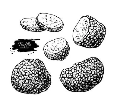 Truffle mushroom hand drawn vector illustration set. Sketch food Stock Illustration