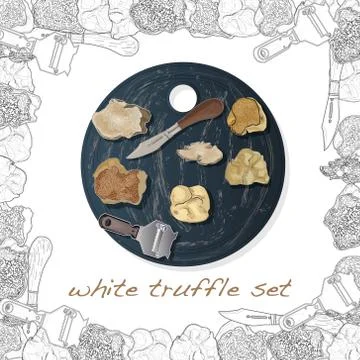 Truffle mushroom illustration on white. Vector image set 스톡 일러스트
