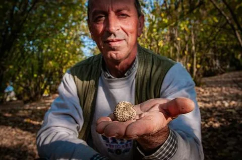 Truffle Stock Photos