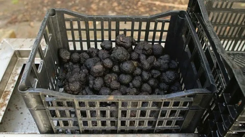 Truffles in basket Видео 101009036