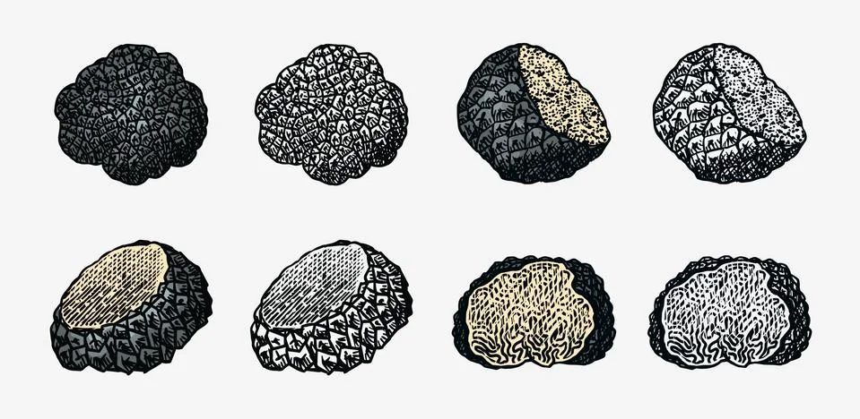 Truffles mushrooms set. Engraved hand drawn vintage sketch. Ingredients for Stock Illustration
