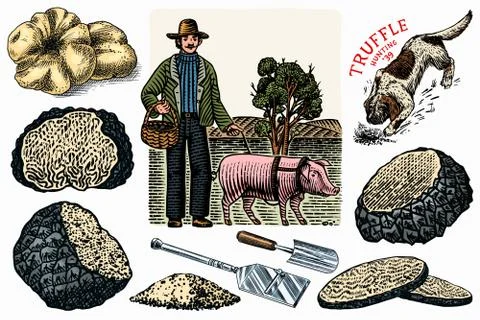Truffles mushrooms set. Hog and Lagotto Romagnolo dog. Engraved hand drawn Stock Illustration