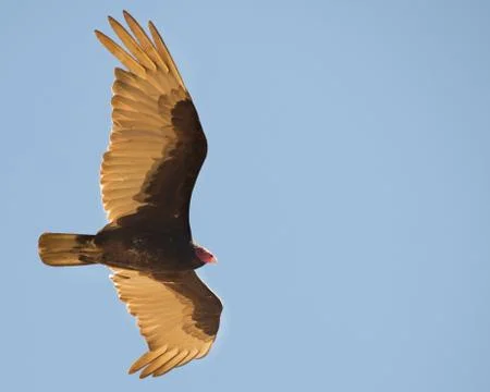 Trukey vulture soars across an empty sky Stock Photos