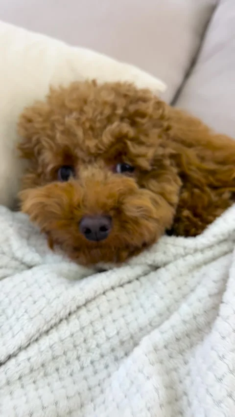 A truly adorable and charming closeup of an incredibly fluffy ginger dog that Stock Footage 305572988