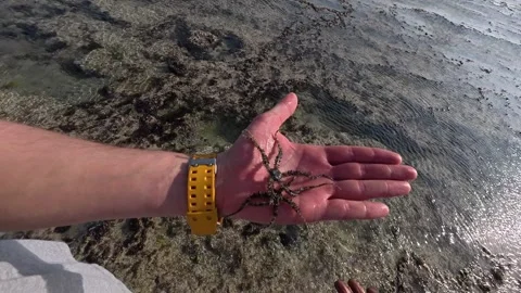 A truly rare sight – a handful of tiny, newly hatched octopuses crawling across Vídeos de archivo 305211216