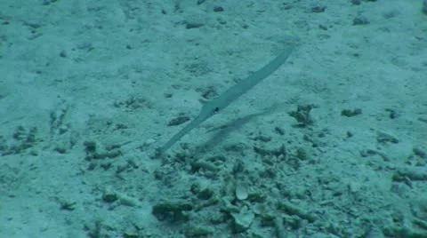 Trumpet Fish Video stock 10565204