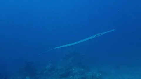 Trumpet Fish Stock Footage 45182907