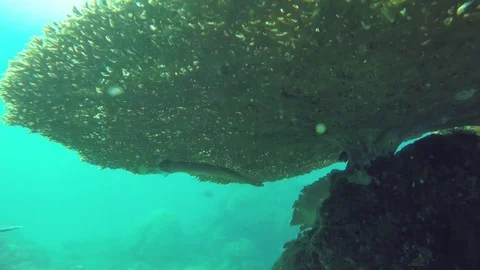 Trumpet Fish Hiding under Coral Stock Footage