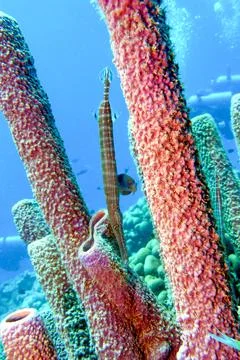 Trumpet Fish hovering vertically next to coral to camouflage itself from danger Stock Photos
