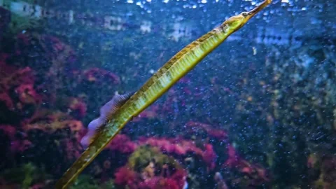 A  trumpet fish in motion Stock Footage 294768232