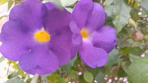 Trumpet-like flowers Stock Footage 319974005