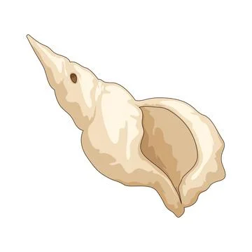 Trumpet shell illustration Stock Illustration
