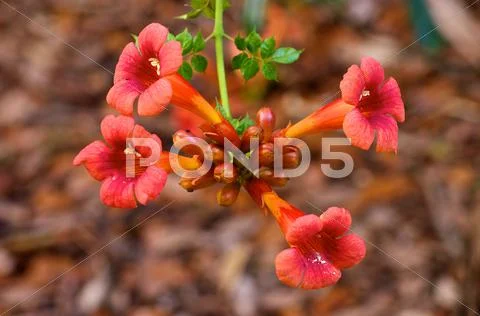 Trumpet vine or creeper vine Stock Photos