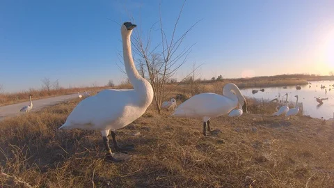 Trumpeter Swan With Brown Head Patch Stock Footage 106638211