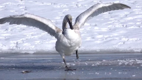 Trumpeter Swan in flight Stock Footage 310328415
