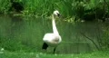 Trumpeter Swan HD Footage