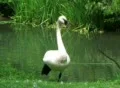 Trumpeter Swan Footage