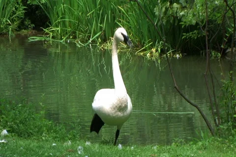 Trumpeter Swan 動画素材 2812010