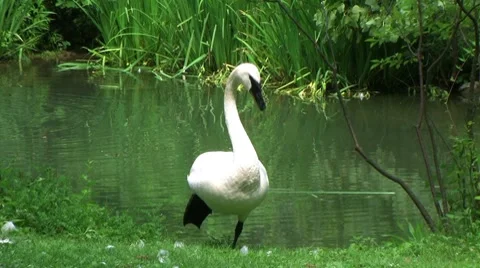 Trumpeter Swan 動画素材 8647705