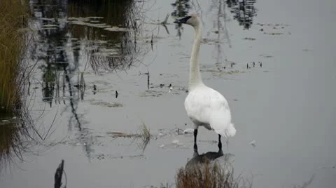 Trumpeter Swan Stock Footage 8992016