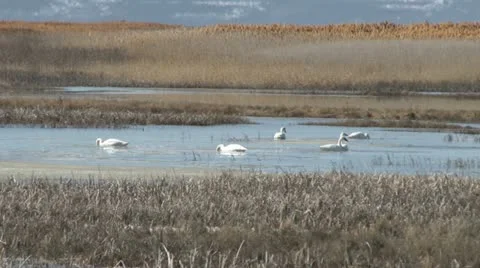 Trumpeter swan Stock Footage 22397419