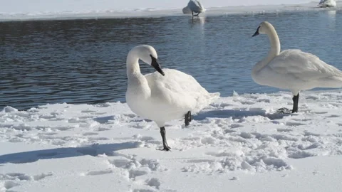 Trumpeter Swan preening while standing on one leg in the winter. Video stock 257154001