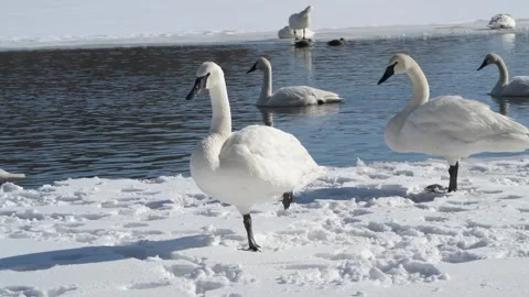 Trumpeter Swan preening while standing on one leg in the winter. Video stock 257154004