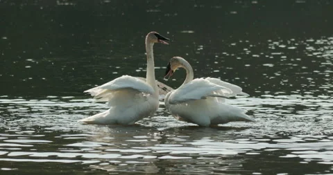 Trumpeter Swans Bonding Breeding Behavior Flapping Wings Courtship Dance Stock Footage 247983324