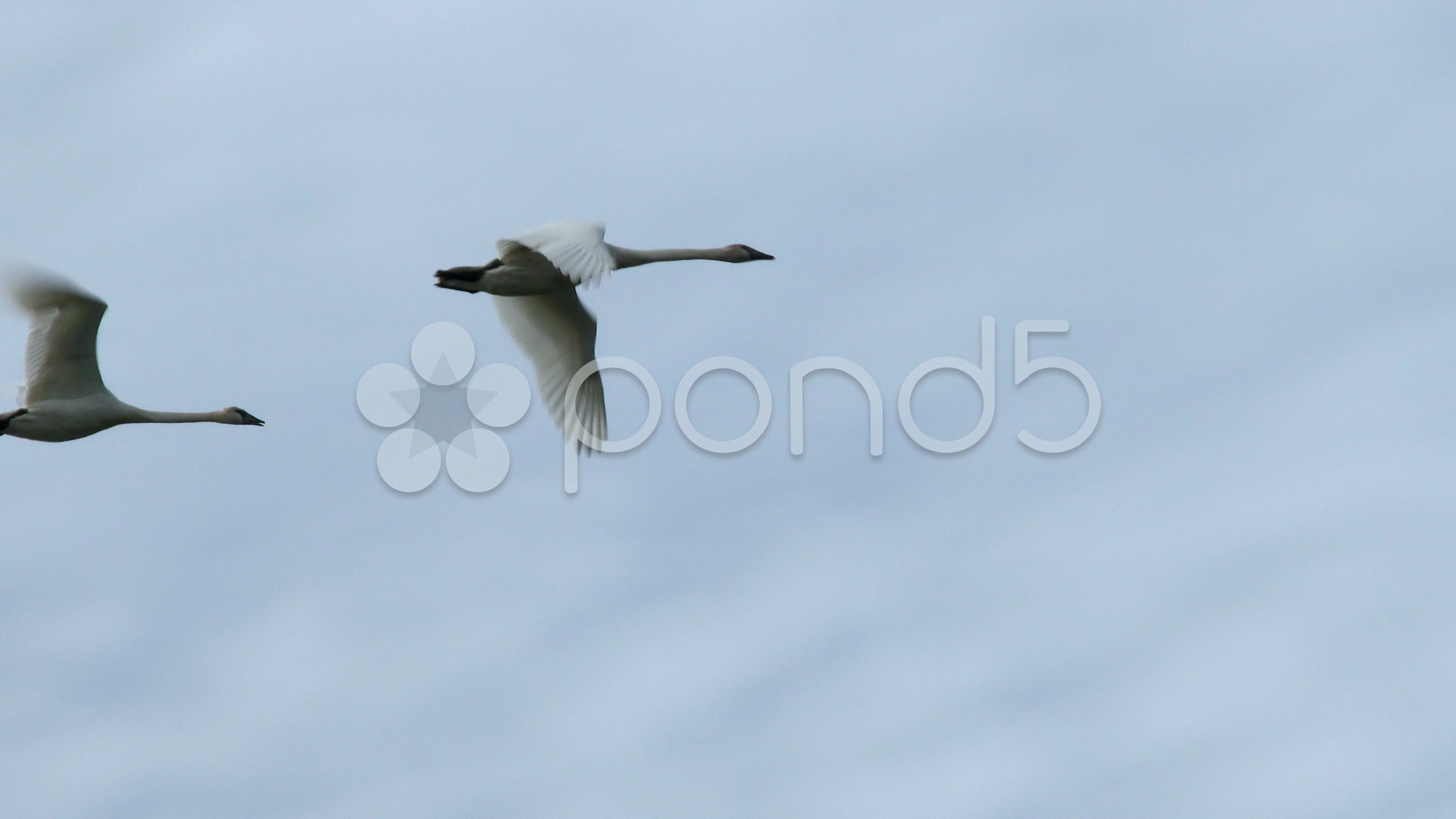 trumpeter swan flying