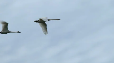 Trumpeter Swans In Flight, Bird, Birds, Fly, Flying, 4K Stock Footage