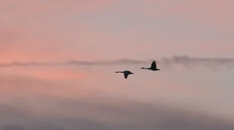 Trumpeter Swans In Flight At Sunset, Bird, Birds, Fly, Flying, 4K Stock Footage 34170450