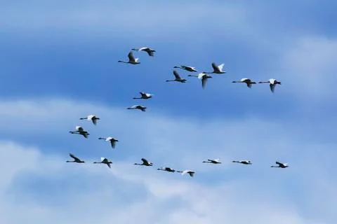 Trumpeter Swans fly in a pattern over Marsh Lake, Yukon Territory, Canada, Sprin 库存照片