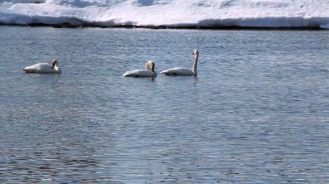 Trumpeter Swans Stock Footage 3088782