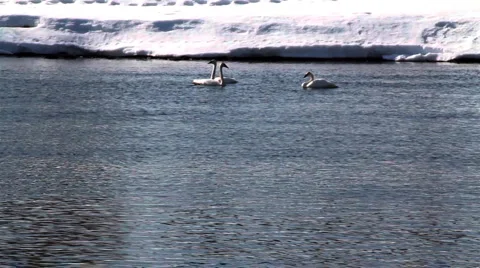 Trumpeter Swans Stock Footage 3103089