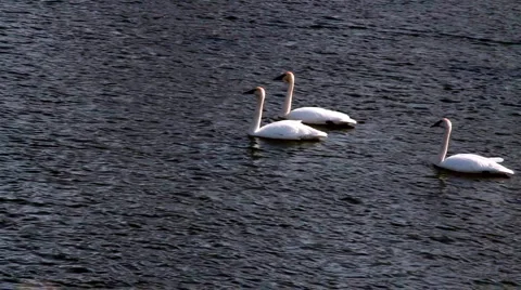 Trumpeter Swans Stock Footage 3113193