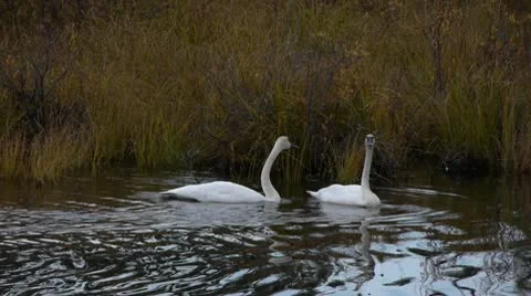 Trumpeter Swans Video stock 9058689