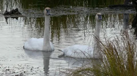 Trumpeter Swans Stock Footage 9059352