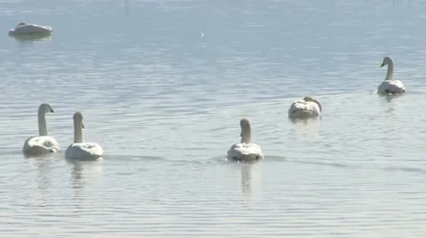 Trumpeter swans Stock Footage 22394906