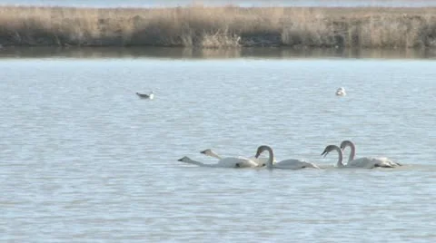 Trumpeter swans Stock Footage 22395550