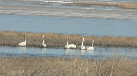 Trumpeter swans Stock Footage 22398624