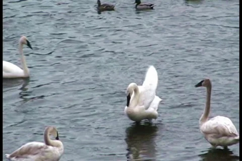 Trumpeter swans Stock Footage 29908913