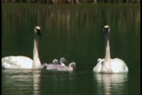 Trumpeter swans Stock Footage 29909496