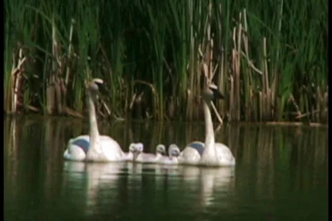 Trumpeter swans Stock Footage 29909572