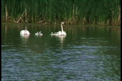 Trumpeter swans Stock Footage 29909576