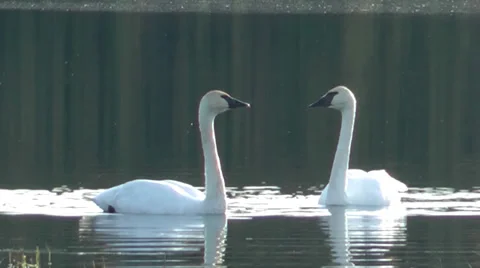 Trumpeter swans Video stock 33739696