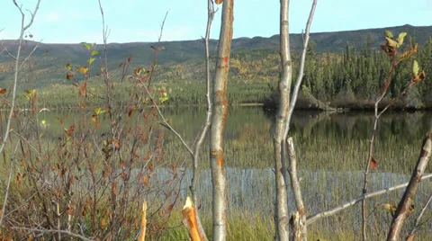 Trumpeter swans Video stock 33739723